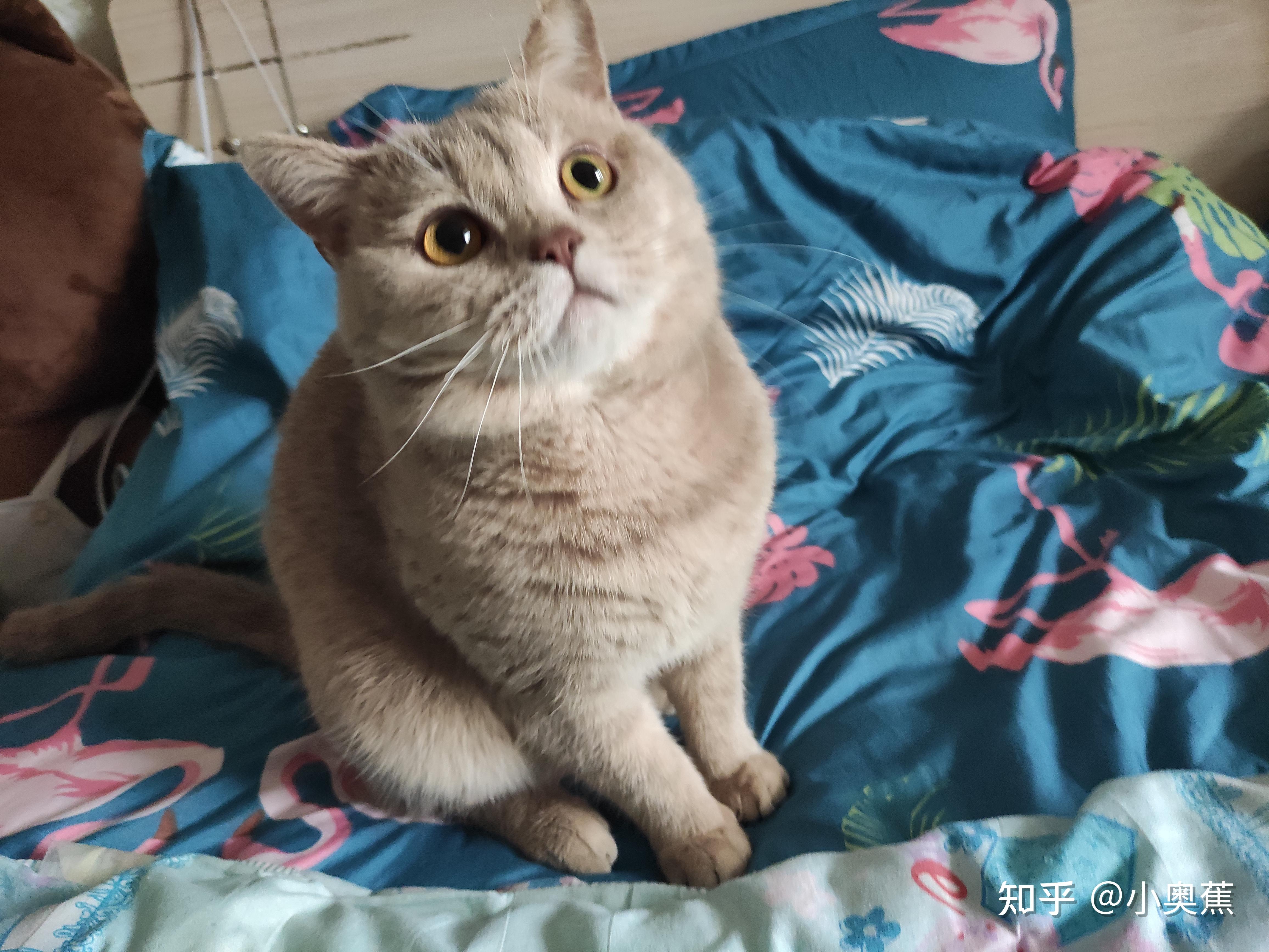 蓝猫与蓝猫和橘猫的串串生下来的有蓝猫吗