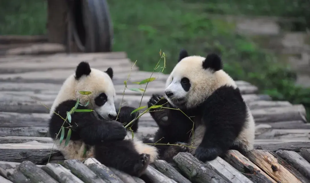 因为新冠疫情,芬兰要把两只大熊猫送回中国了?