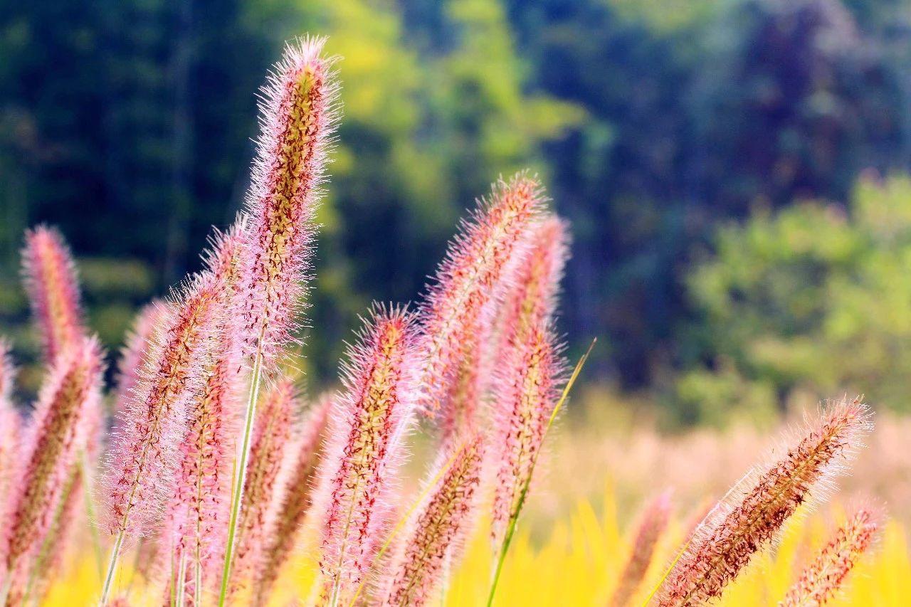 (翻译硕士)汉译英|张培基散文选:野草 wild grass