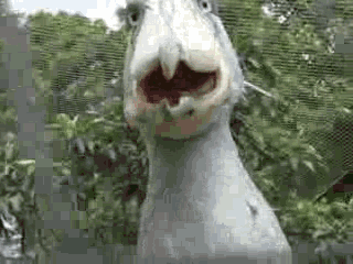 【动物小百科】鲸头鹳-这只呆到深处自然萌的鸟你认识