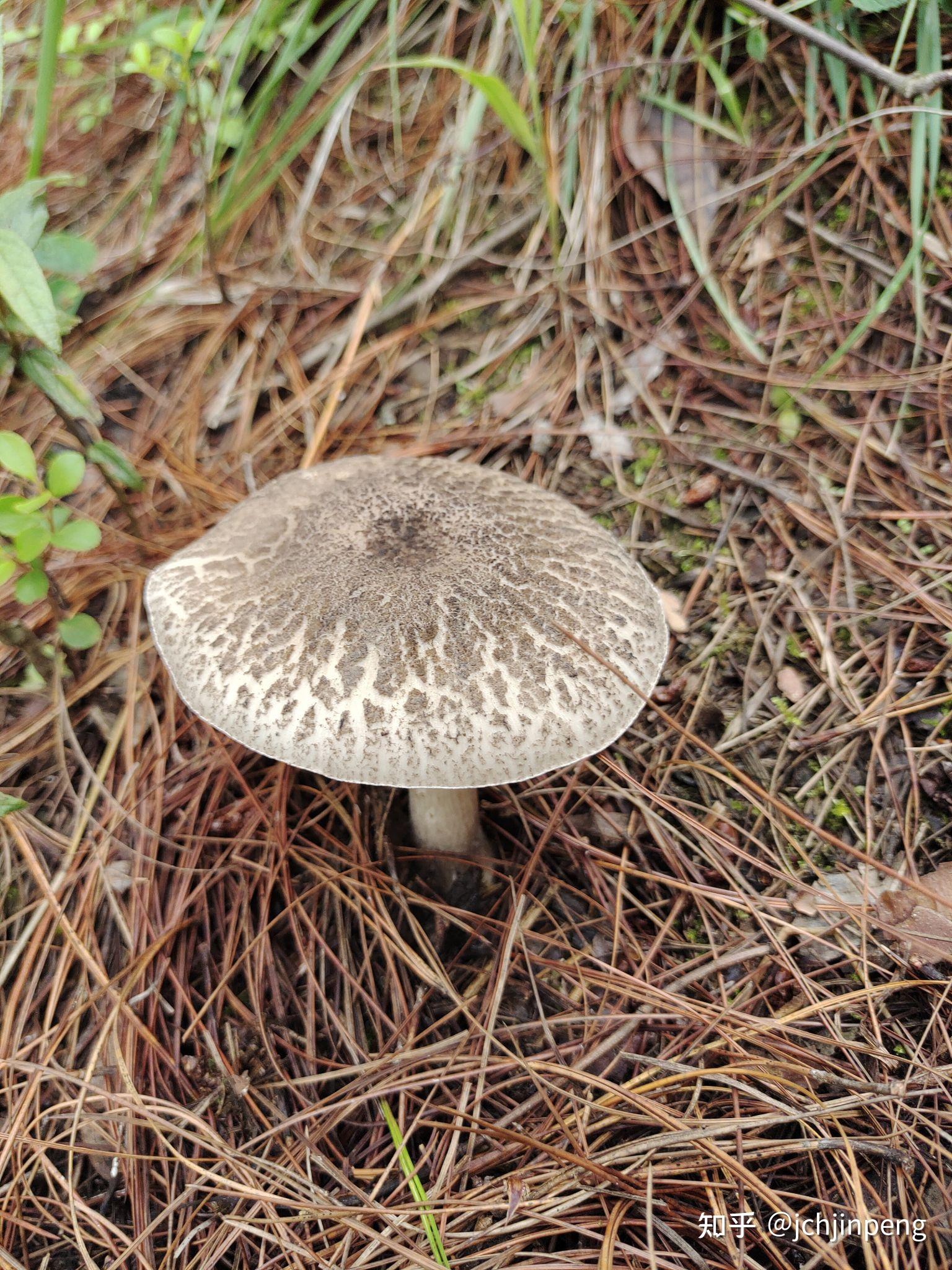 东北的蘑菇和云南的蘑菇有什么本质区别