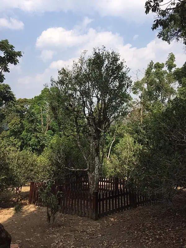 老班章茶王树