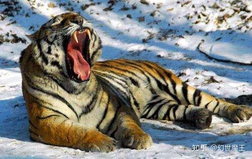 中国老虎现状,除了灭绝和濒危,还有野性消失的后代