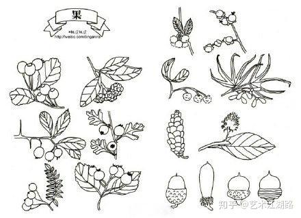 干货分享|植物简笔画