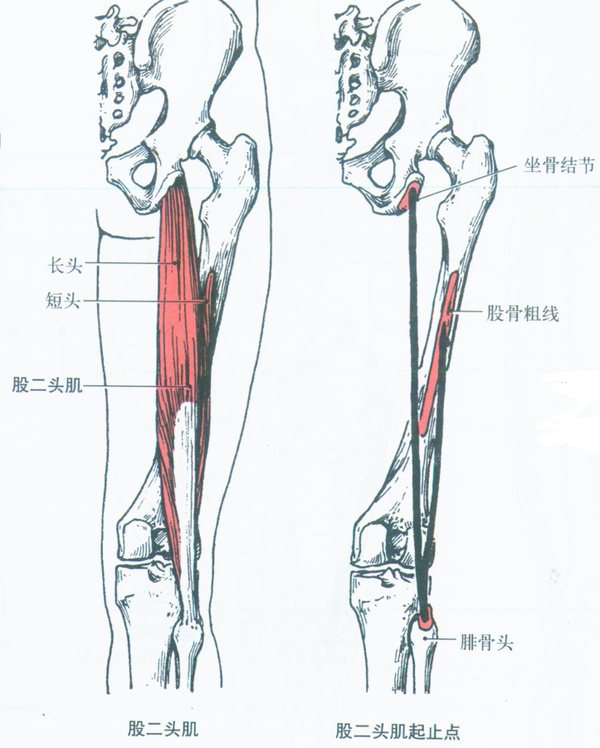 缝匠肌在鹅足状韧带处与股薄肌和半腱肌汇合.