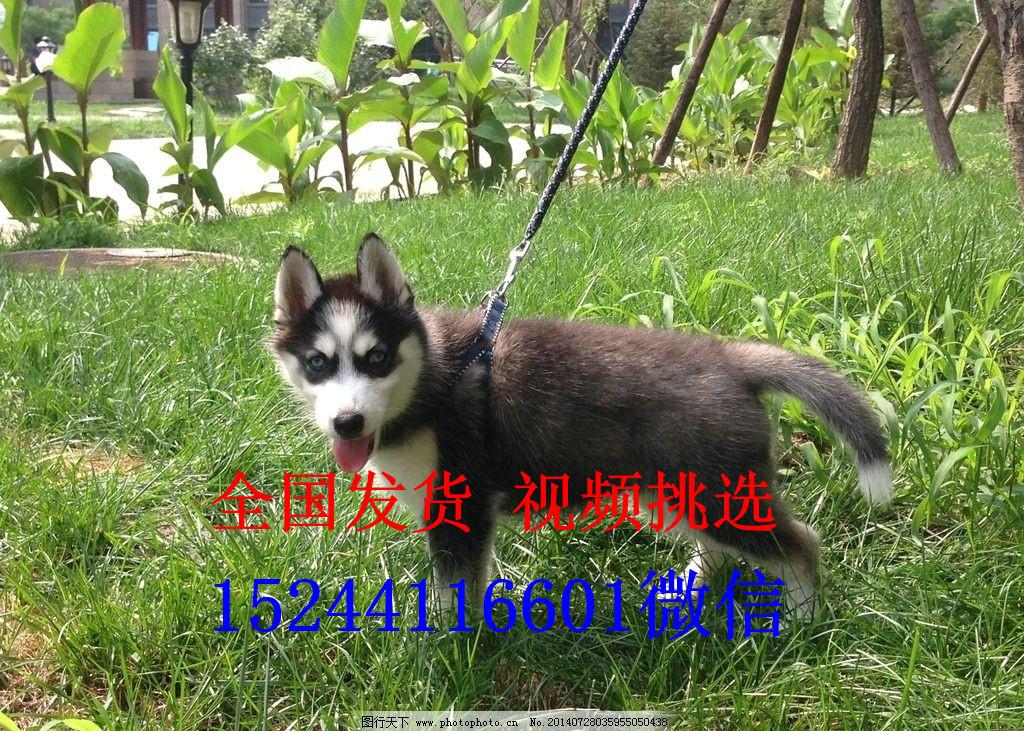 哈士奇幼犬价格小狗多少钱一只