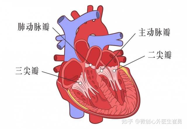 hr↑→心室充盈期↓(舒张期缩短)→(增大了跨瓣压差)左房压↑↑→呼吸