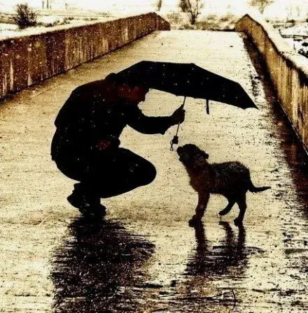 雨中为流浪狗撑伞的人