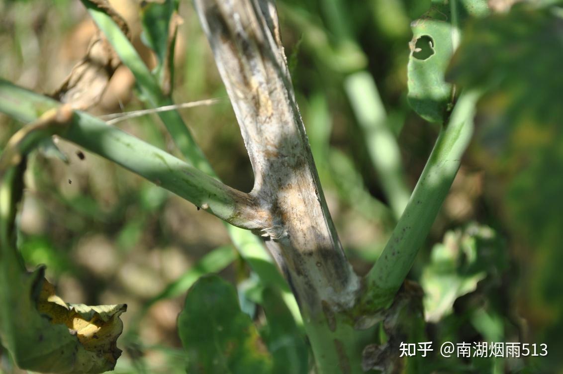 油菜菌核病 知乎