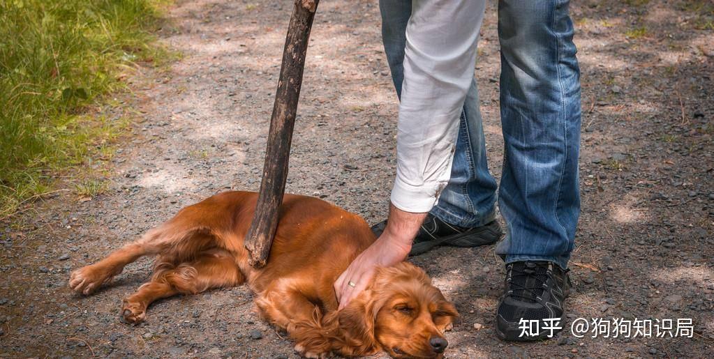 狗狗挨打的时候为啥不敢反抗这些原因让人落泪