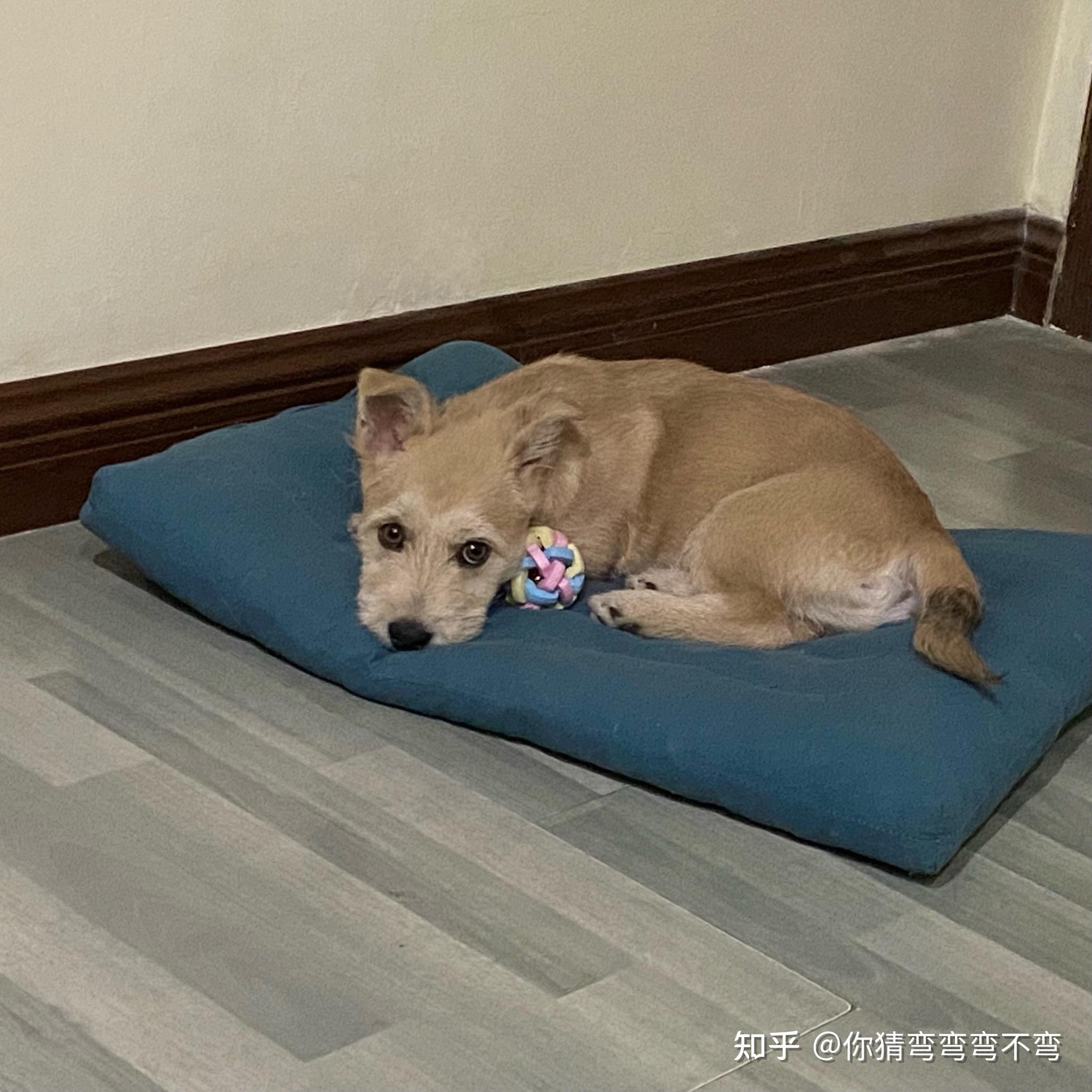 柯基和雪纳瑞的串什么样黄色的