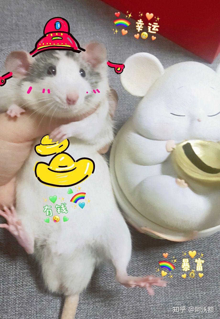 养了一只非常黏人花枝鼠是什么感觉