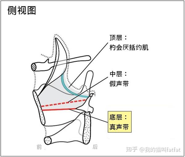 真声带是最底层阀门,往上分别是假声带和杓会厌约括肌,而其中只有声带