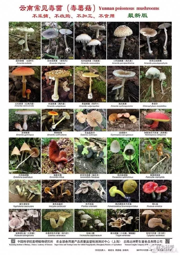 食用毒蘑菇还会产生幻觉: 诸如有角的梅花鹿,长得异常精致的龙,游弋的