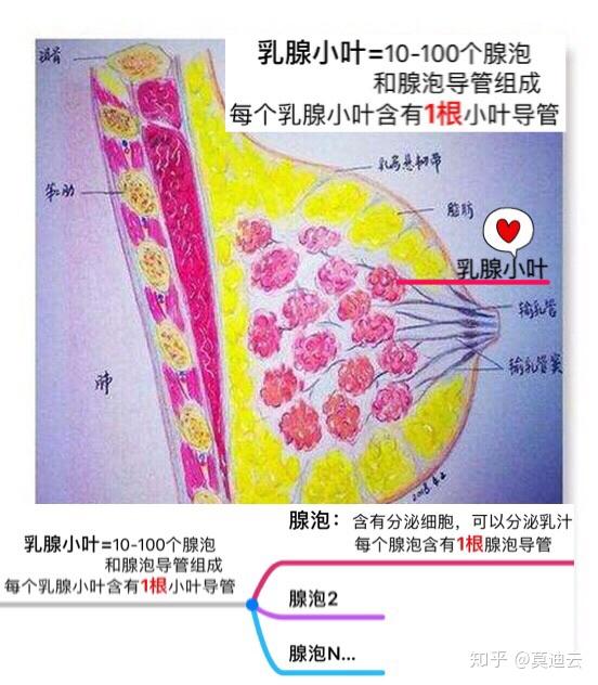 产奶必备之:乳腺组织!