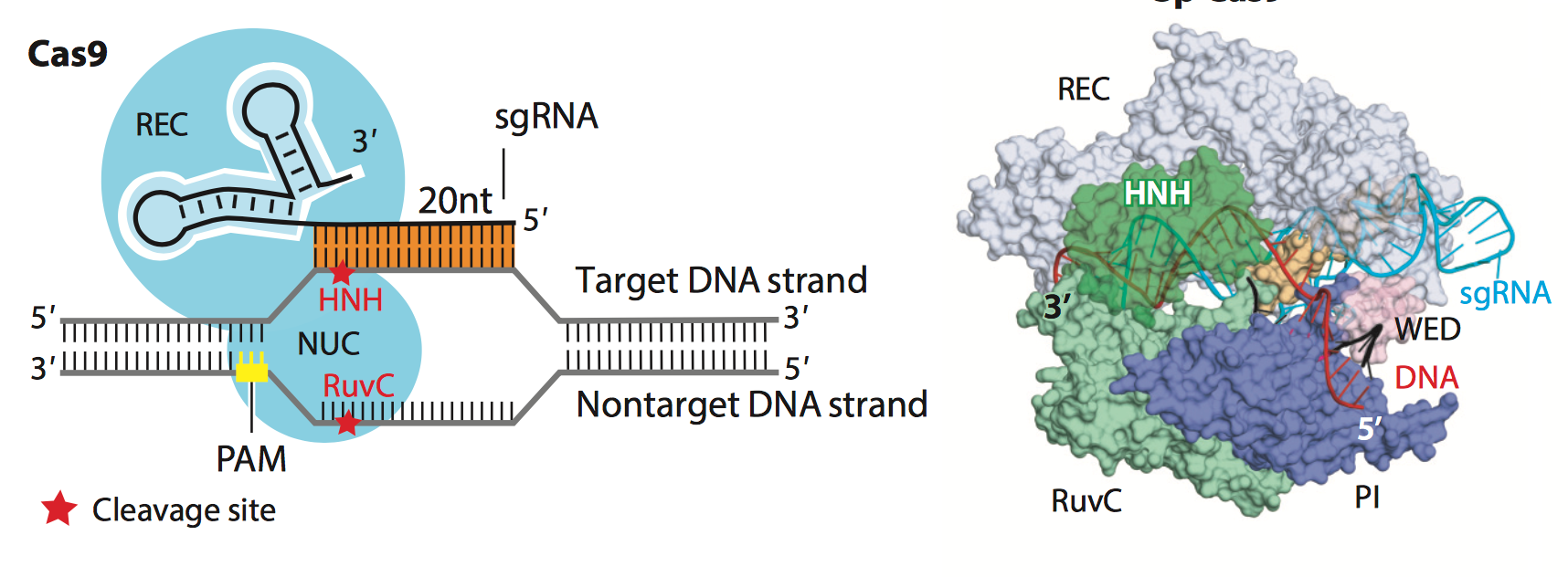 Crispr Cas