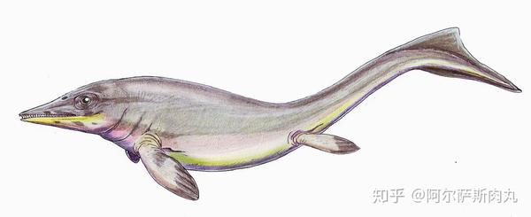 然而一开始,早期的鱼龙外观却并不像鱼类或海豚反而