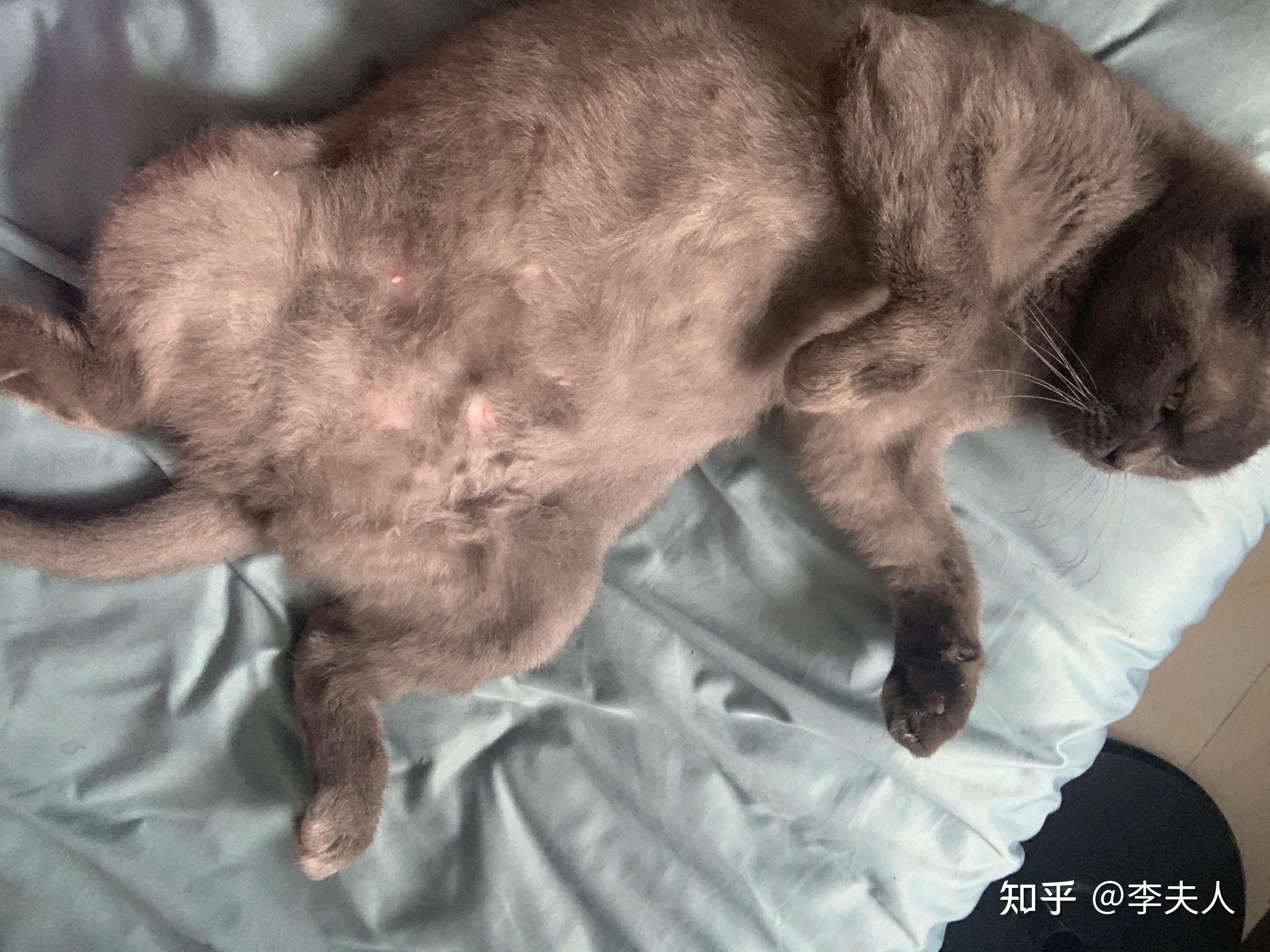 猫一天要睡多久啊