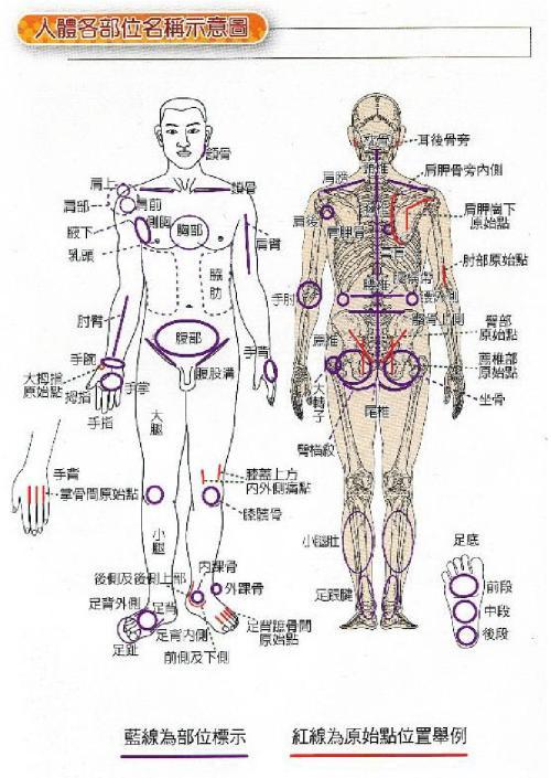 按摩基础知识 人体各部位名称及体表标志