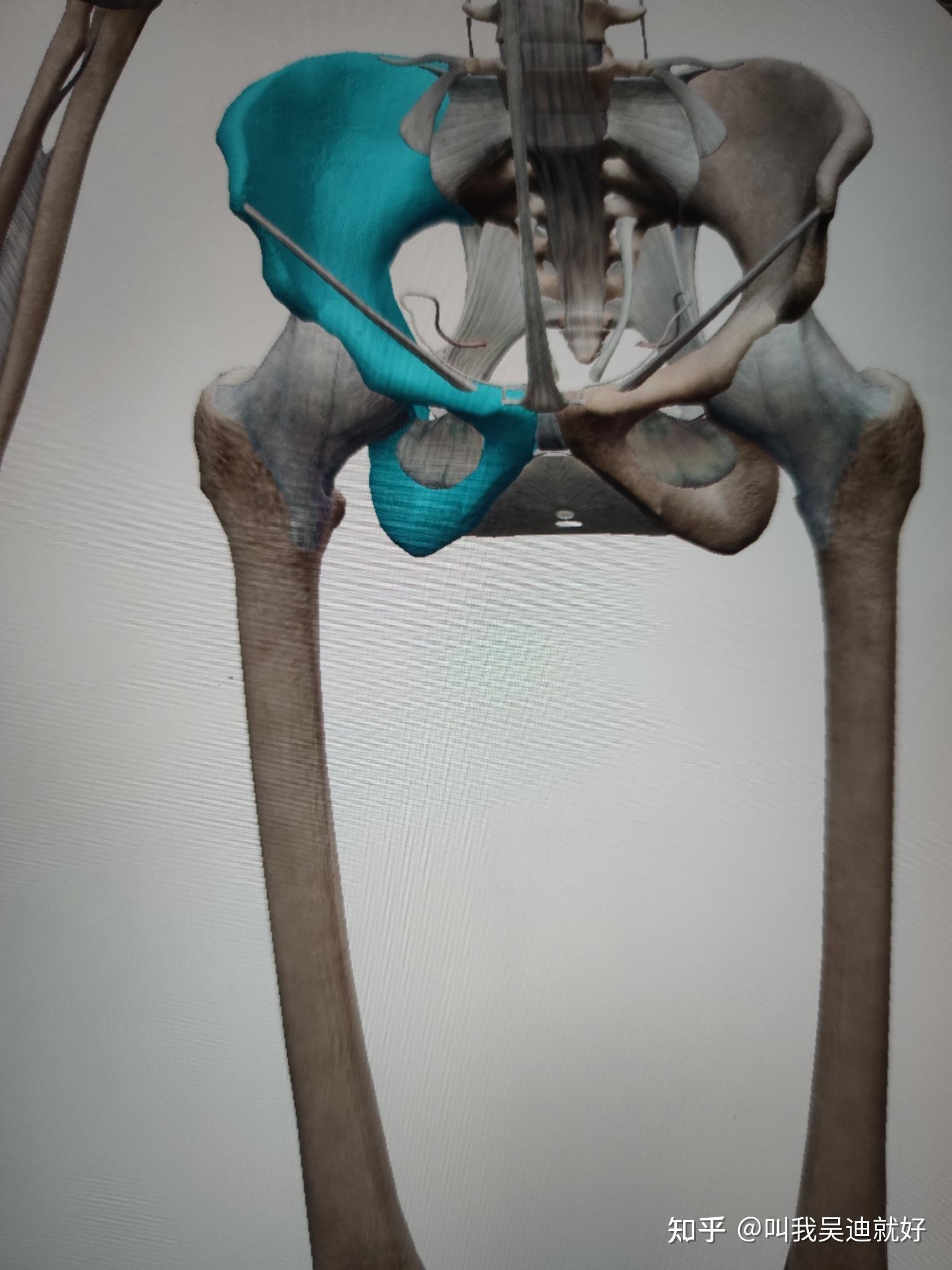 右髋骨和右股骨是一个位置吗