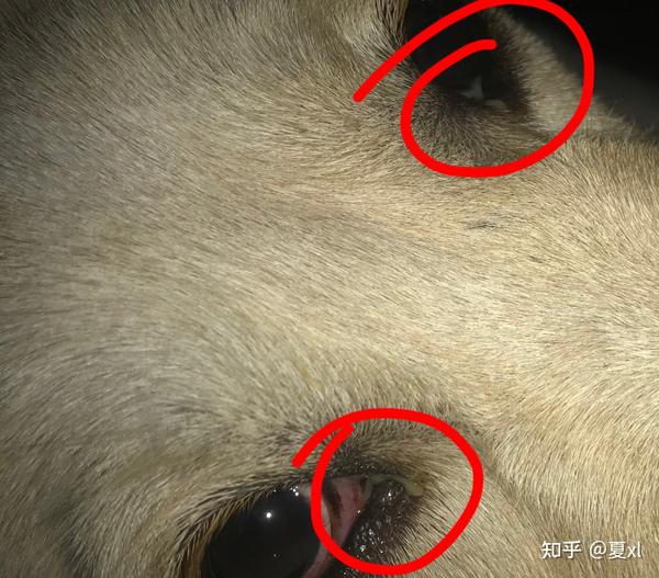 狗狗犬瘟热第四天该怎么办求方法