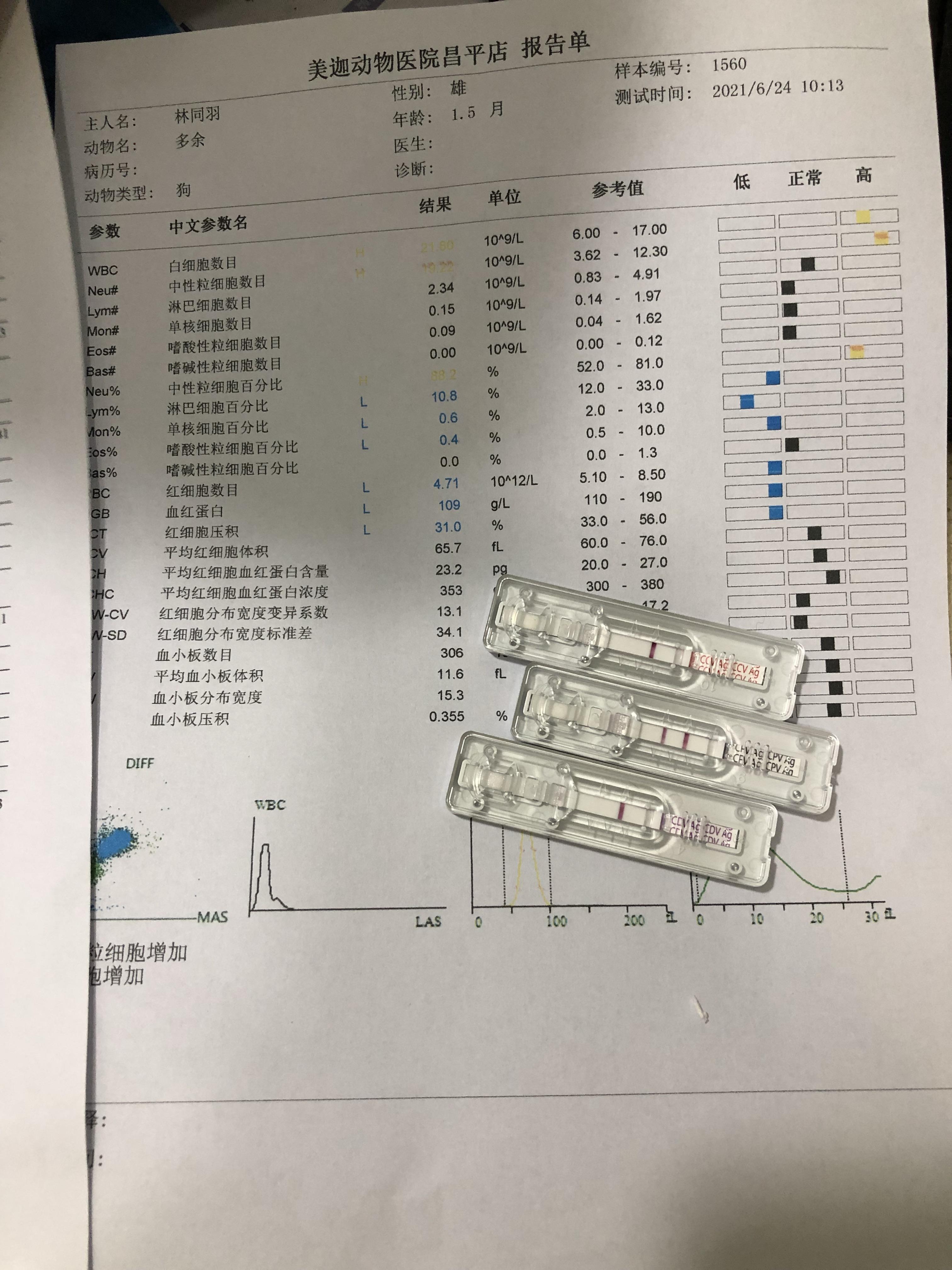 蝴蝶幼犬得了细小