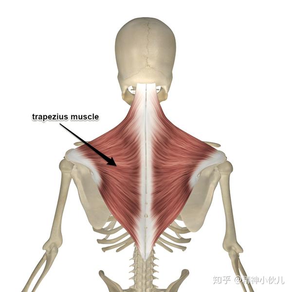 肩胛带主要肌群