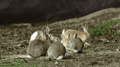 萌兔也疯狂:跟bbc一起,探索前所未有的兔子世界