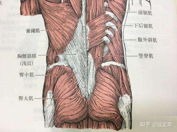 1,腰肌劳损是组成腰部的肌肉张力过高产生的肌肉损伤,简单讲就是 肌肉