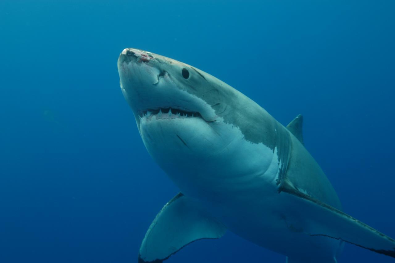 深海之谜:鲨鱼如何找到回家的路