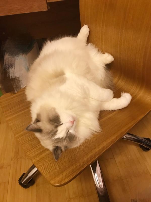 壁纸 动物 狗 狗狗 600_800 竖版 竖屏 手机