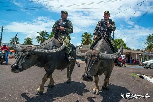 巴西警察的水牛坐骑堪比太上老君的坐骑个头儿巨大巡逻没问题