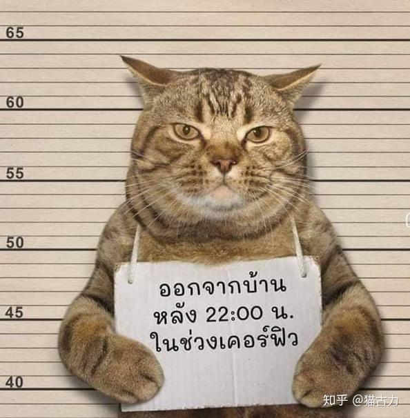 泰国警方逮捕小猫各国网友纷纷p图最后竟发现入狱可能是假的