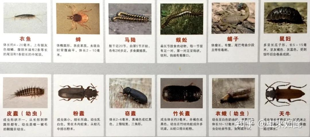 60种常见的有害生物图谱