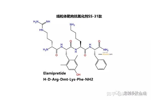 每日壹肽 线粒体靶向抗氧化剂SS 31肽 Elamipretide H D Arg Dmt Lys Phe NH2 知乎