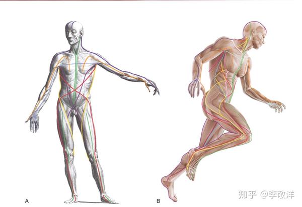 筋膜释放技术-相关基础