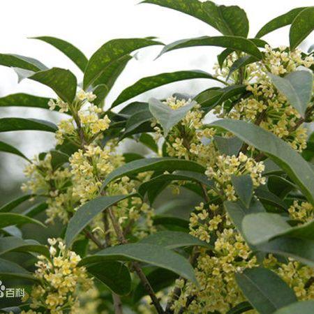 osmanthus fragrans原产中国西南,宋后始流行之木犀科的【桂花】