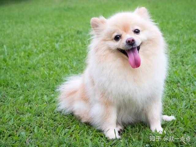 原来博美犬有两种!英系博美和美系博美,你更爱哪一个?
