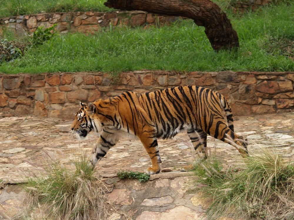 东北虎骨瘦如柴?柳州动物园出现的问题,是全球虎饲养的普遍难题