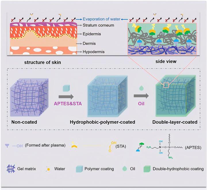 皮肤启发的双疏水涂层包封的水凝胶具有增强的保水能力