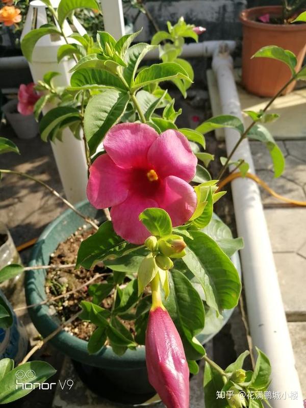 紫蝉花,花语是信任,非常适合庭院美化和观赏,花色比较少有,花期又很