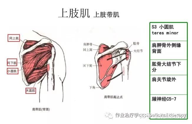 上肢带肌:小圆肌