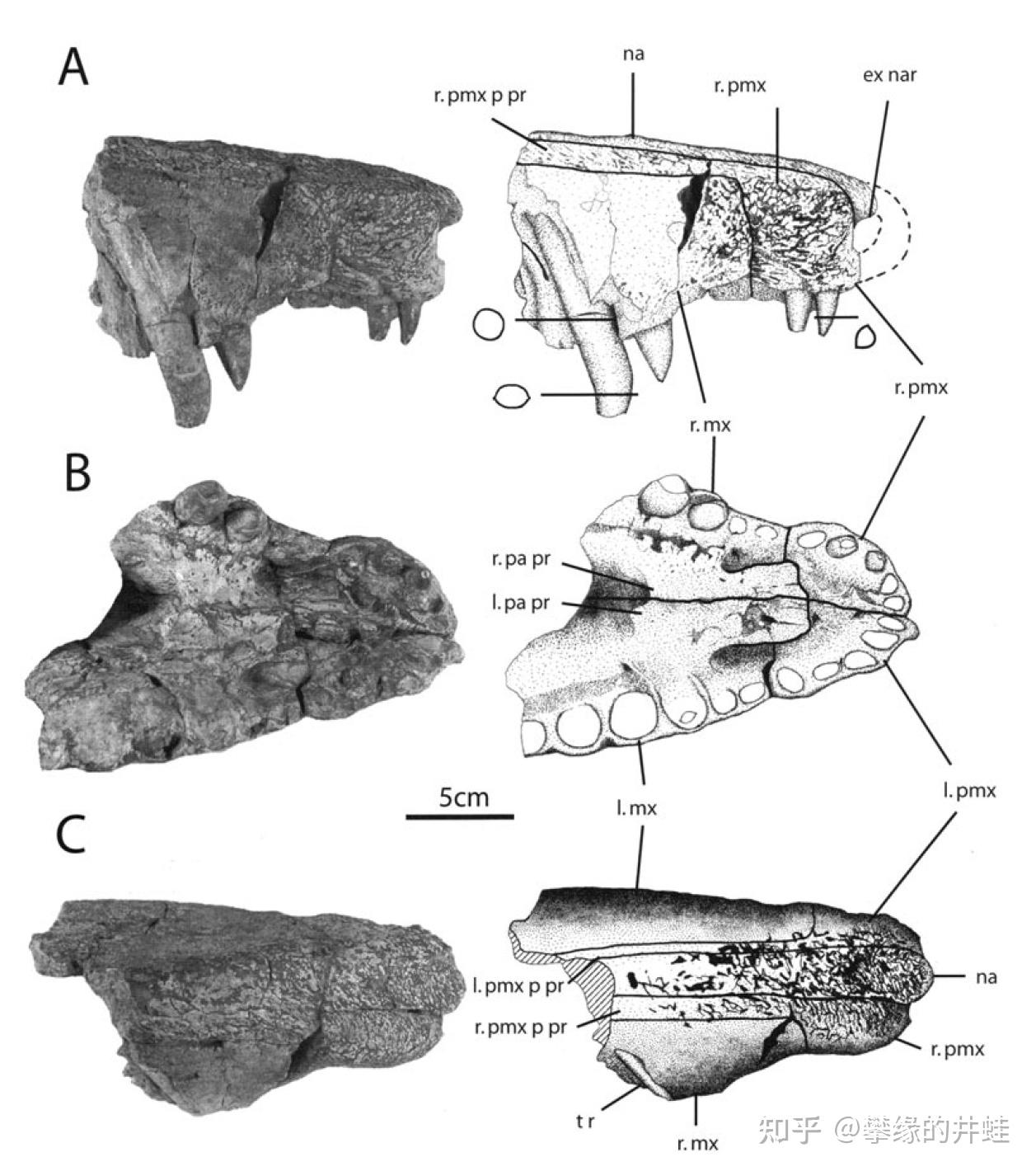 奎伊雷东达猎鳄生存于晚三叠世诺利期到瑞替期,化石产自新墨西哥州.