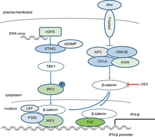 us3蛋白通过超磷酸化β-catenin 阻断cgas-sting信号通路诱导的i型ifn