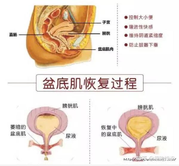 胎头着冠后,婴儿的胎头逐渐下降通过盆底,此时盆底肌肉放松不紧绷,能