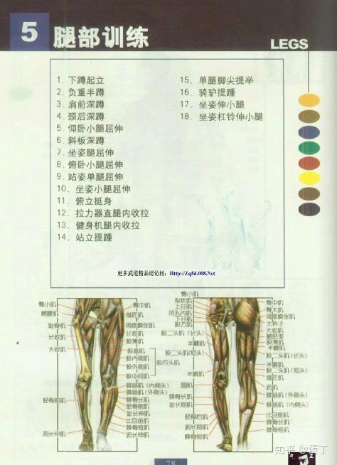 如果练出有型的腿部线条