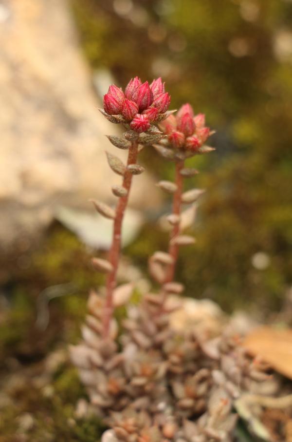 德钦石莲 sinocrassula techinensis(飞来寺)