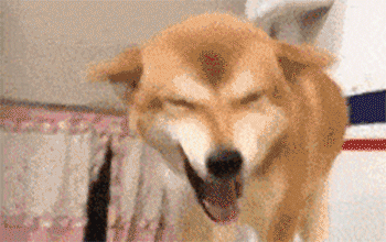 还有很多让人难以理解的柴犬专属迷惑行为,常常让主人摸不着头脑,今天