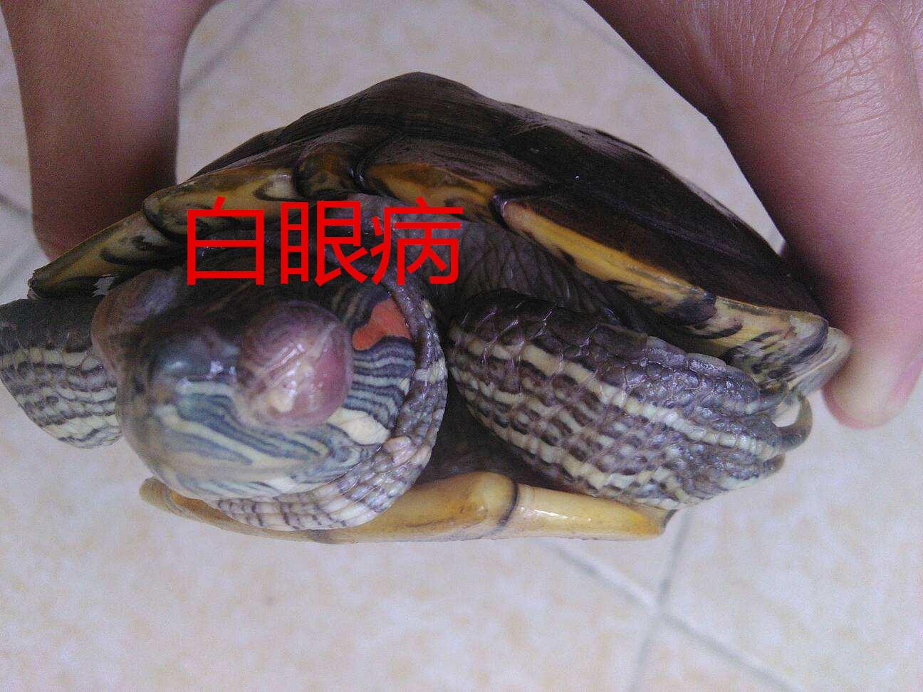 晚上睡前抓出来干养或浅水养.(有肺炎不虚弱就按这个时间药浴)