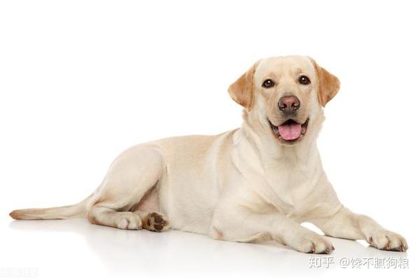 揭秘:拉布拉多犬的"标准体重"是多少?